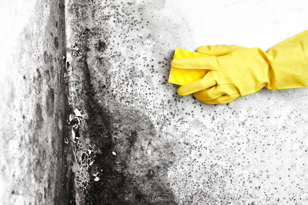 Best Post-Flood Mold Remediation in Granite City, IL