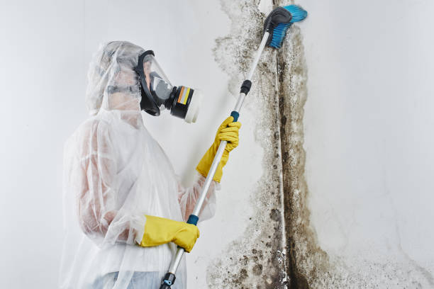 Trusted Granite City, IL Mold Remediation Experts