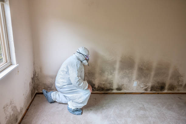 Best Residential Mold Remediation in Granite City, IL